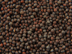 black-sesame-seed-aarug agro