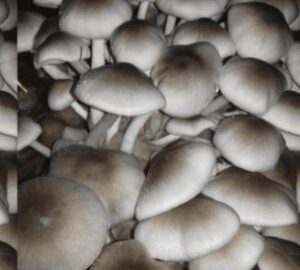 Paddy Straw Mushrooms