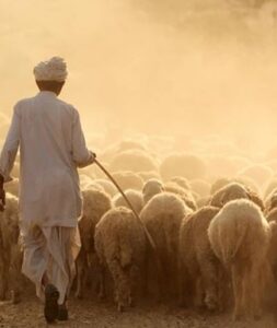 Sheep Farming In India 