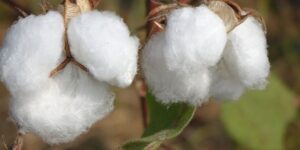 Medium Staple Cotton