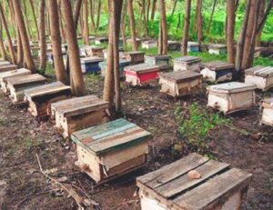 Most suitable place for Bee Farming Business 