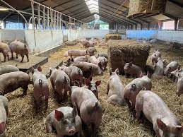 Pig Farming