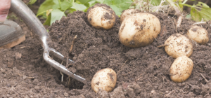 Potato Harvesting Process