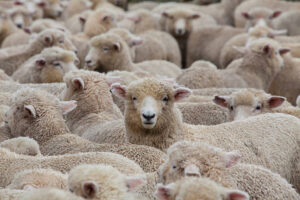 Sheep Farming 