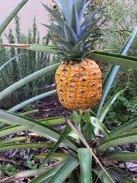 pineapple harvesting