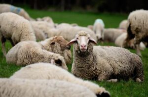 sheep farming in Israel