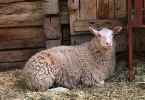 Sheep farming 