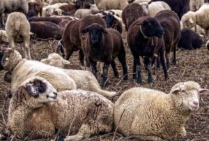 sheep farming 
