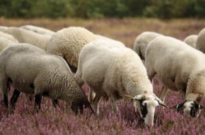 sheep farming