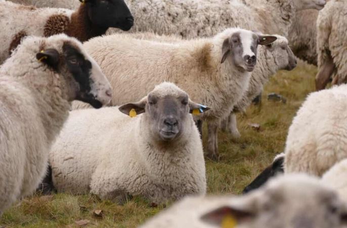 How To Start Sheep Farming In Philippines Breeds Business Plan