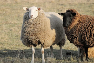 sheep farming in New Zealand