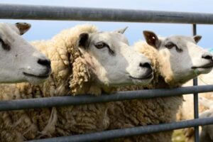 sheep farms