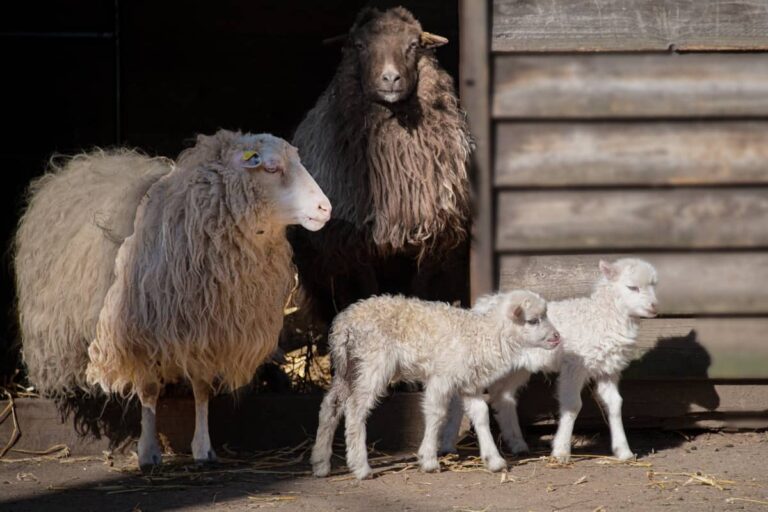 How to Start Sheep Farming in Israel: Business Strategy, Important Regulations, Breeds, Cost, and Profit