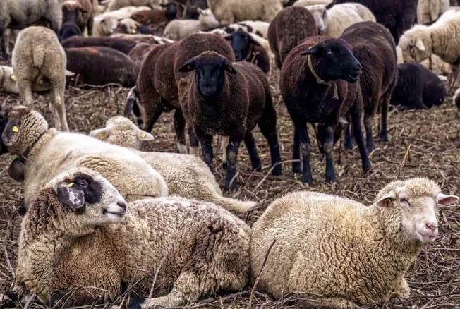 Key Rules to Improve Feed Conversion Ratio (FCR) in Sheep: For ...