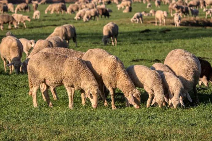 business plan for sheep farming in kenya