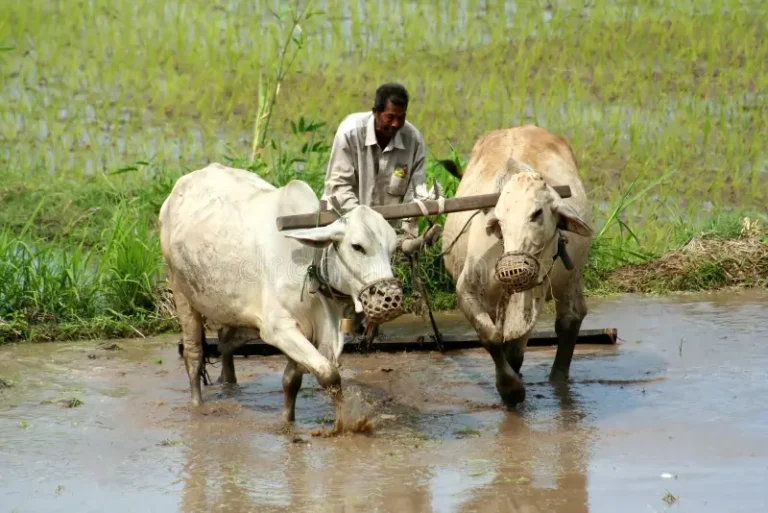 Subsistence Farming in India: Cultivation, Types, and Characteristics