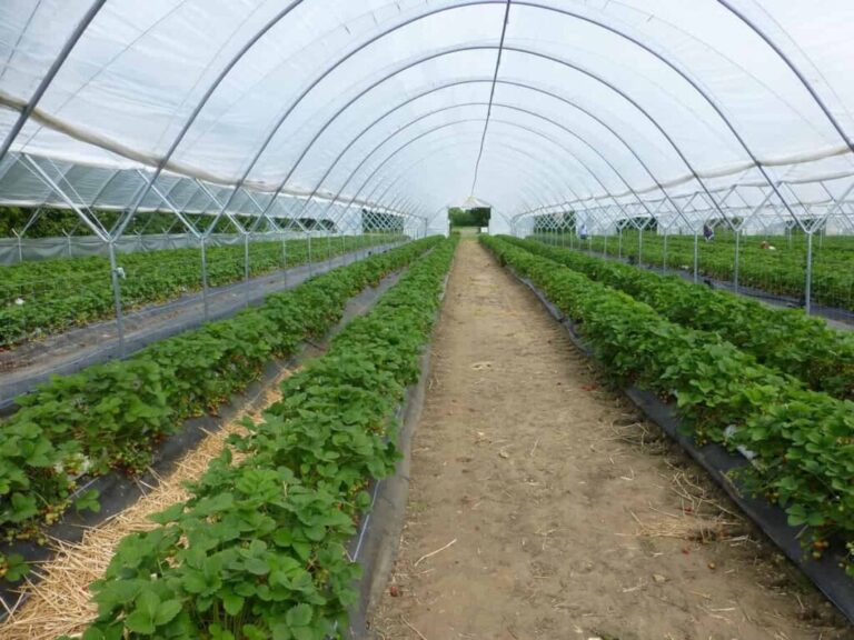 Greenhouse Farming in South Africa: How to Start, Crops, and Cultivation Practices