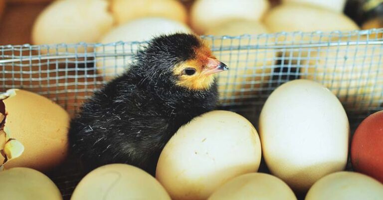 Stages of a Chicken Egg Hatching | A Step-By-Step Guide