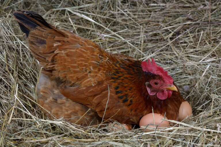 How Many Eggs Can Chicken Lay a Day | How Do Chickens Lay Eggs