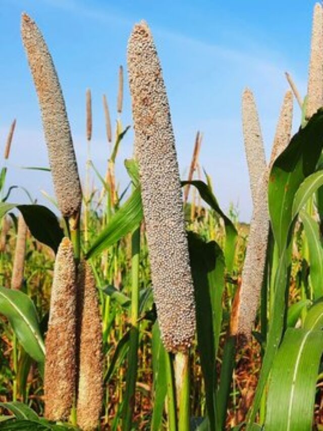 Top 5  Hightest  Millet Producing States in India