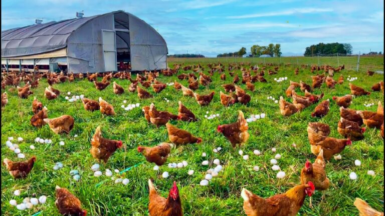 Best Way to Keep Chickens from Flying Over Fence (Explained!)