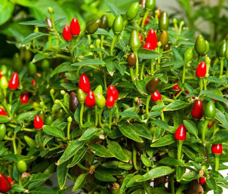 Growing Chilli in Pots (Peppers) Information