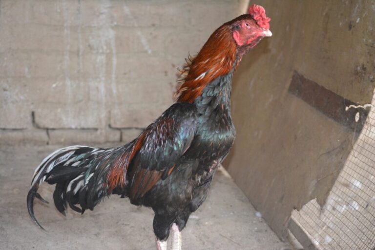 Asil Chicken Breed Profile, Varieties, Characteristics