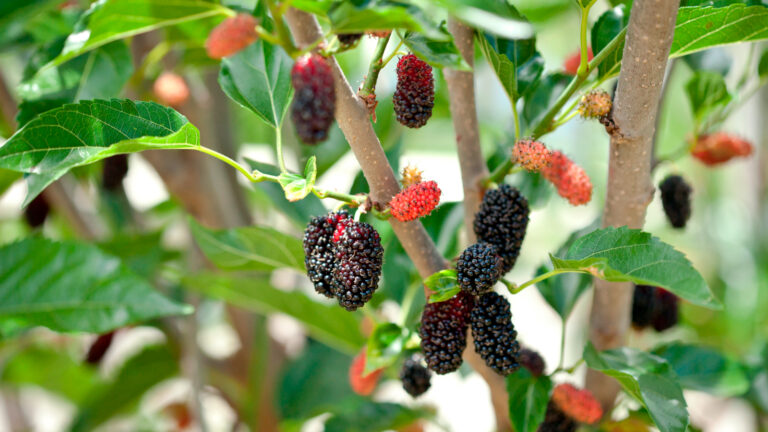 Mulberry Cultivation And Their Importance