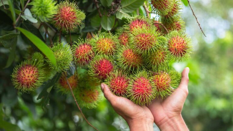 How To Grow Rambutan Fruits