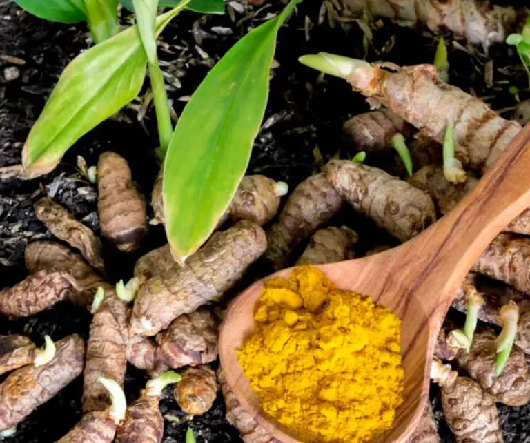 How to grow Turmeric plant, Care, Harvsting