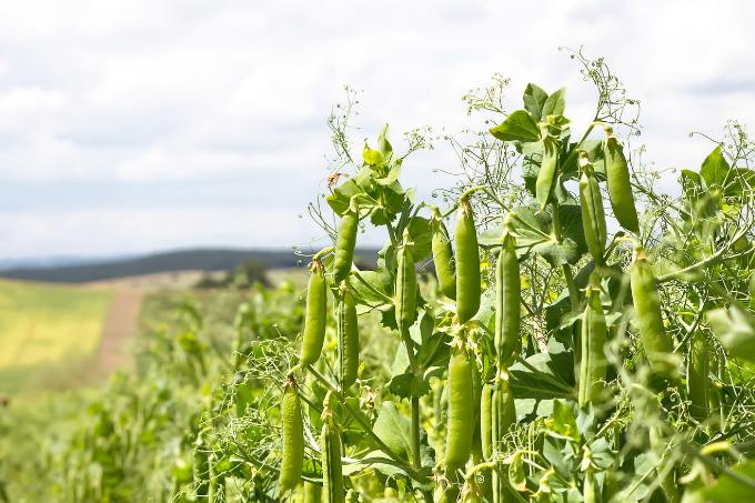 How To Grow Peas At Home From Seeds