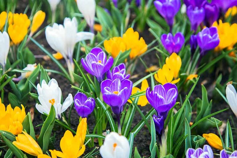 Top 10 Spring Blooming Flowers That Will Add Instant Color To Home Garden