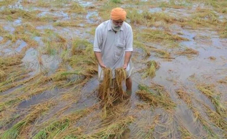 बेमौसम बारिश और ओलावृष्टि ने मचाई तबाही, झारखंड-ओडिशा में किसानों को हुआ भारी नुकसान