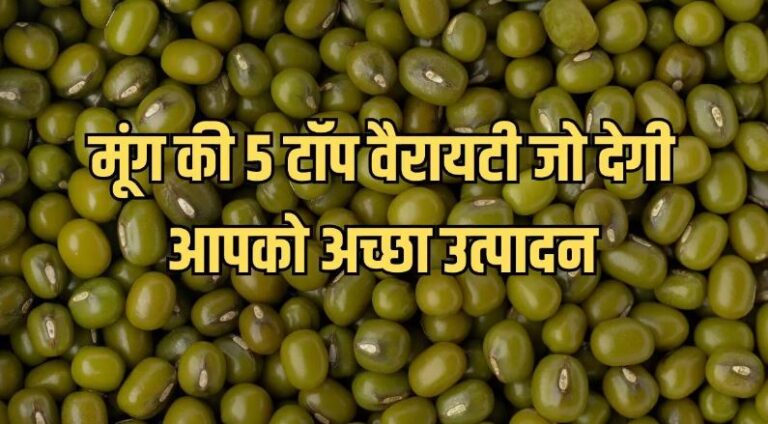 मूंग की 5 टॉप वैरायटी जो देगी आपको अच्छा उत्पादन, देखें