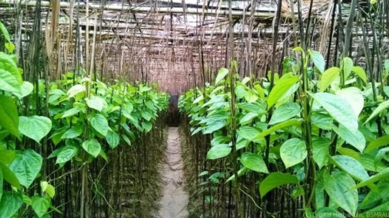 Betel Cultivation: उजड़ रही है बनारसी पान की खेती, बचाने के लिए किसानों को 50 फीसदी अनुदान दे रही सरकार