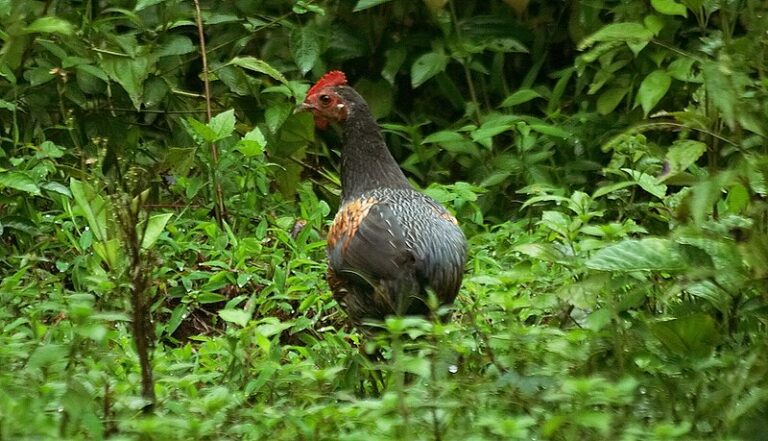 मुर्गा-मछली पालकों को एंटीबॉयोटिक इस्तेमाल पर सचेत कर रही सरकार, AMR के खिलाफ FSSAI ने बनाया ये प्लान