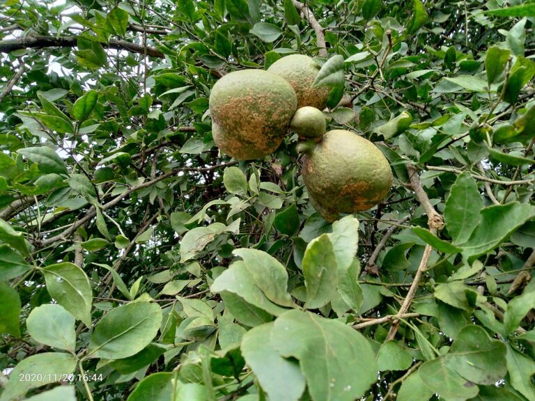 बेल की खेती में किसान किन बातों का रखें ध्यान? कौन से किस्म से कमा सकेंगे मुनाफा, जानिए – Fruticulture In Chhattisgarh