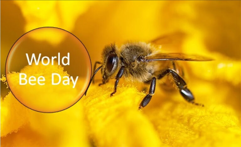 World Bee Day 2024: सेब और सूरजमुखी समेत कई फसलों की उपज बढ़ाती हैं मधुमक्खियां, इकोसिस्टम को हेल्दी रखती हैं