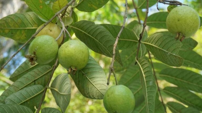 क्लाइमेट चेंज के असर ने उत्तराखंड में इन 5 फलों का उत्पादन बढ़ाया, पारंपरिक फल उगाने से किसानों का हो रहा मोहभंग