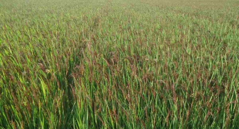 Black Paddy Farming: 250-500 रुपये किलो बिकता है काला चावल, उगाने की तैयारी में जुटे किसान अपनाएं ये विधि