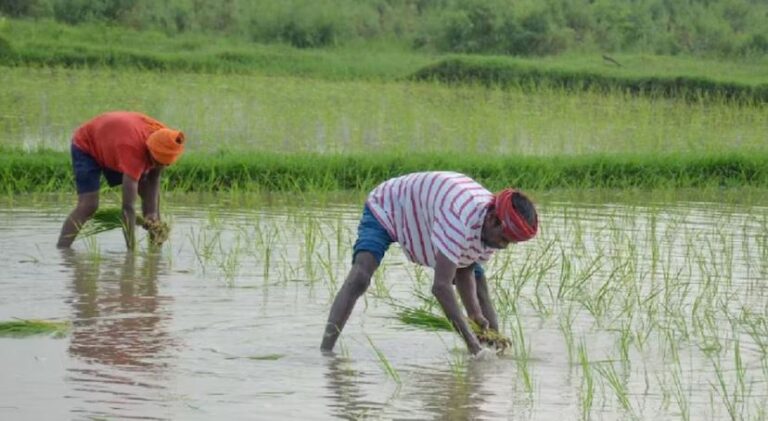 हरियाणा के सिरसा में धान की सीधी बुवाई का बढ़ा रकबा, 77000 एकड़ में किसानों ने अपनाया DSR तकनीक