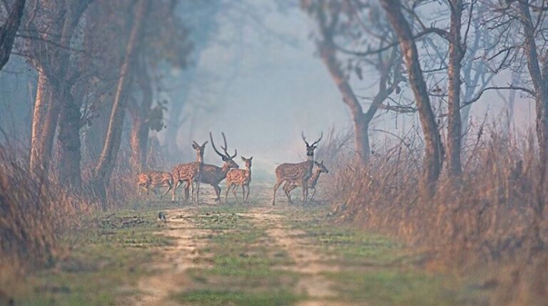 अदरक की बर्फी और बांस का मुरब्बा चखेंगे टूरिस्ट, दुधवा टाइगर रिजर्व में हुआ खास इंतजाम