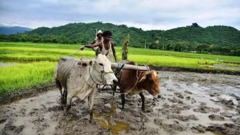 ओडिशा सीएम किसान योजना में किया है आवेदन? बेनिफिशियरी लिस्ट में ऐसे चेक करें अपना नाम