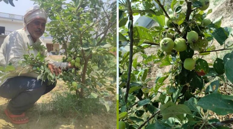Apple Farming: गोरखपुर के किसान ने पहली बार की ‘शिमला सेब’ की खेती, बोले- कुछ नया करना मेरा जुनून