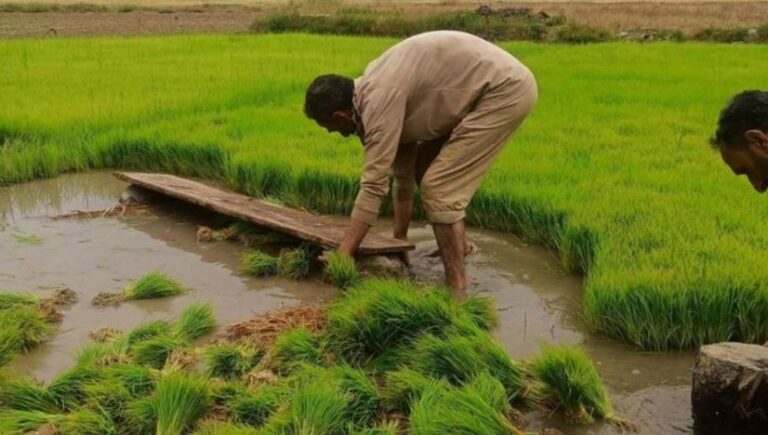 कम दिनों में धान तैयार करना है तो अपनाएं डैपोग विधि, मात्र 4 दिनों में उग आएगा बिचड़ा