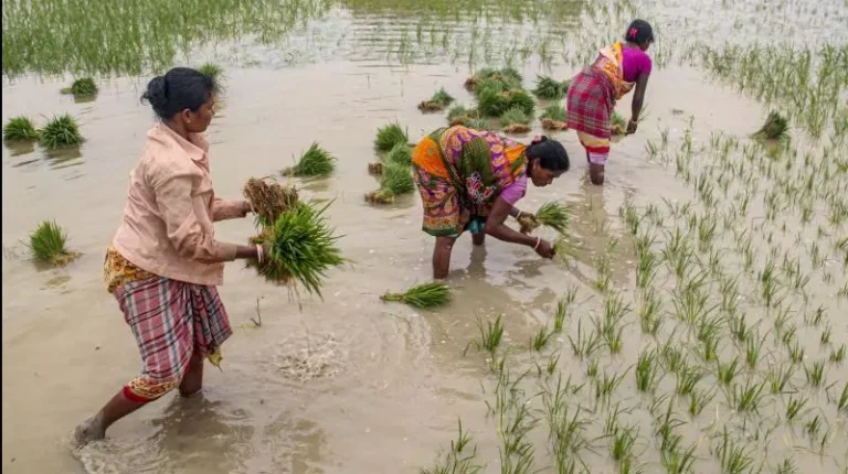 AP Farmers Await Crop Insurance Andhra Pradesh