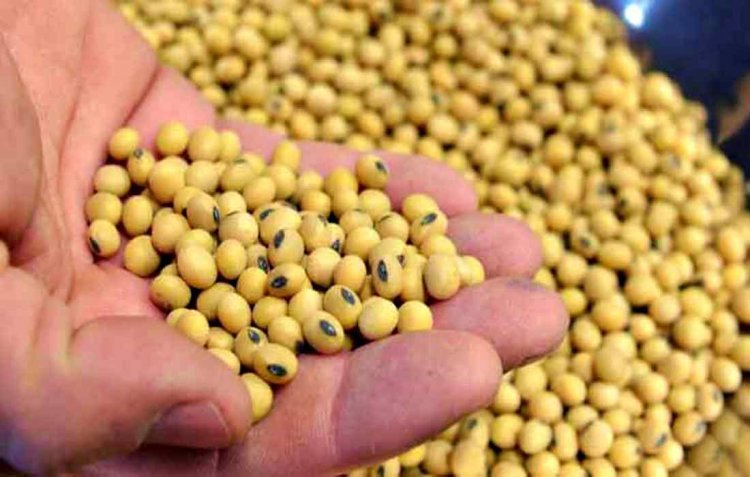 Farmers warn of protests from September 1 over low soybean prices