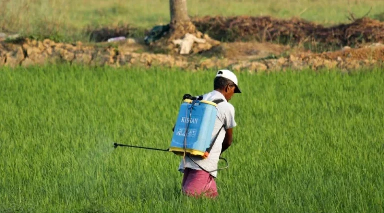 Pesticide Exposure in Telangana’s Farming Communities: A Growing Health Crisis