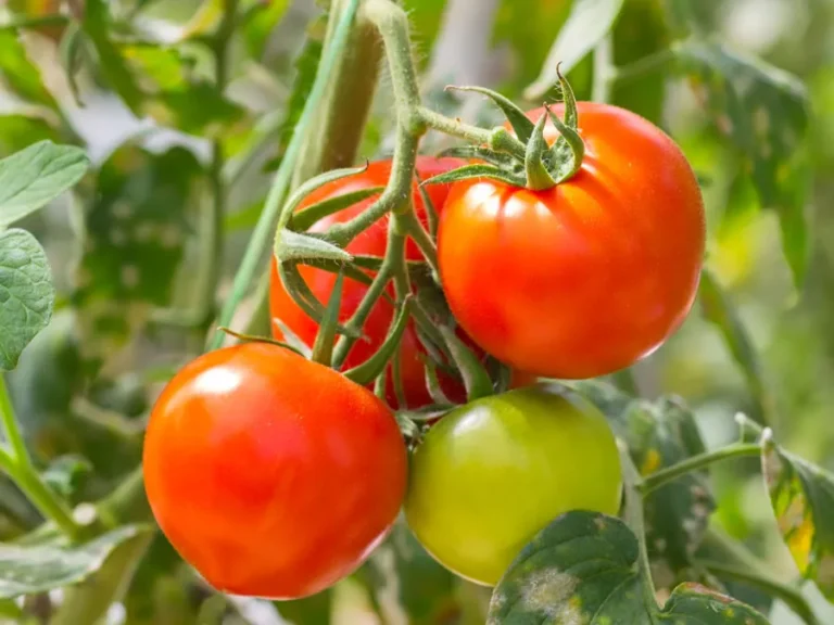 Organic Control Measures to Manage Powdery Mildew in Tomato Crop