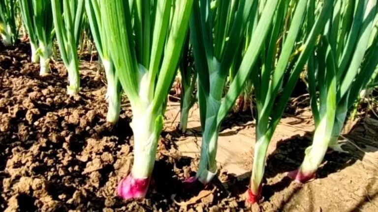 Onion Farming: एक हेक्टेयर में प्याज के क‍ितने पौधे लगेंगे, खाद की क‍ितनी होगी जरूरत?